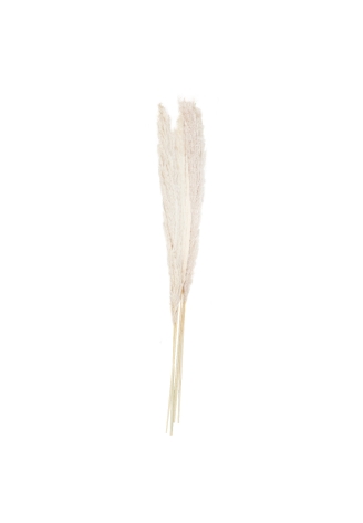 Ginger Ray PAM-543 Pampas Grass White