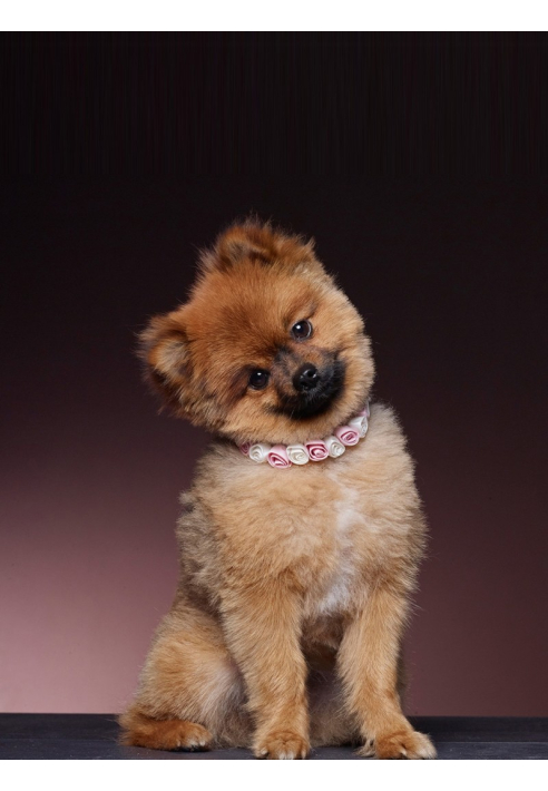 Poirier SAM-03 Dog Ribbon ()